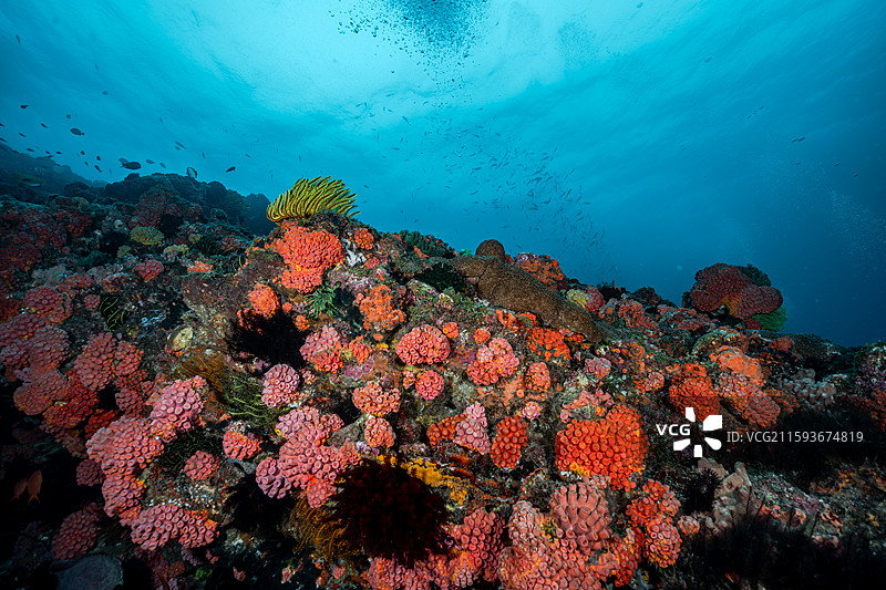 水下珊瑚图片素材