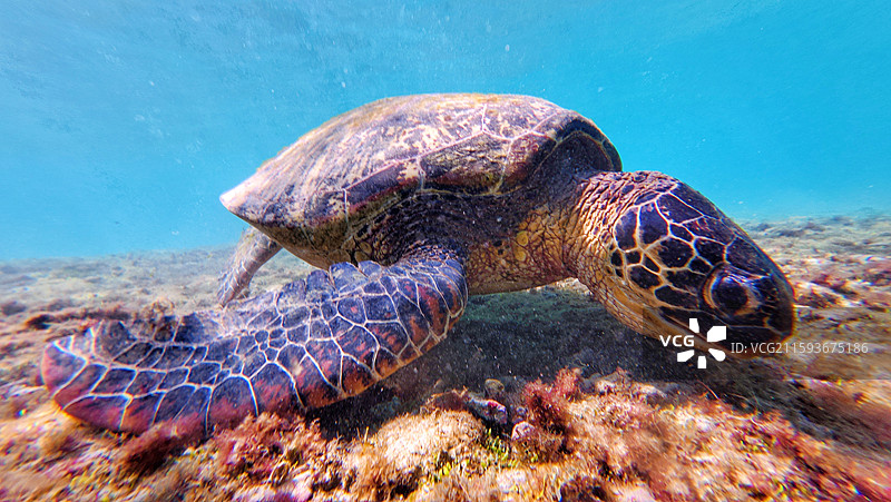 菲律宾apo岛大海龟（玳瑁）图片素材