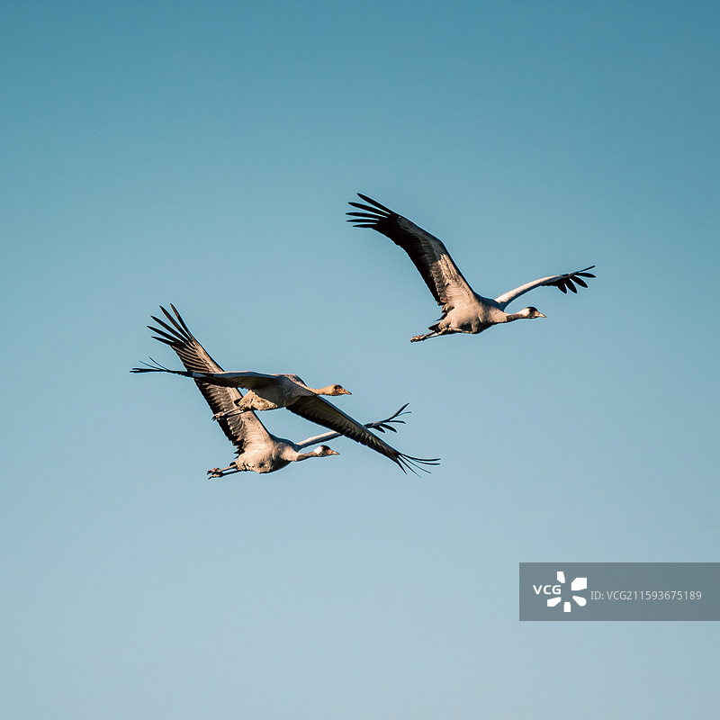 雁南飞图片素材