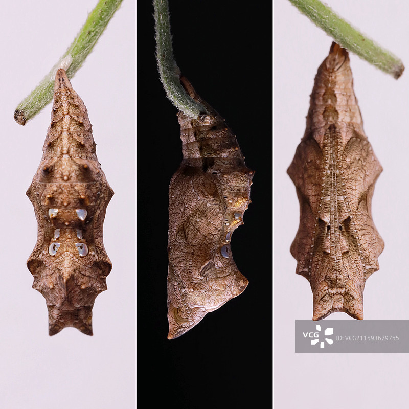 琉璃蛱蝶•蝴蝶蛹图片素材