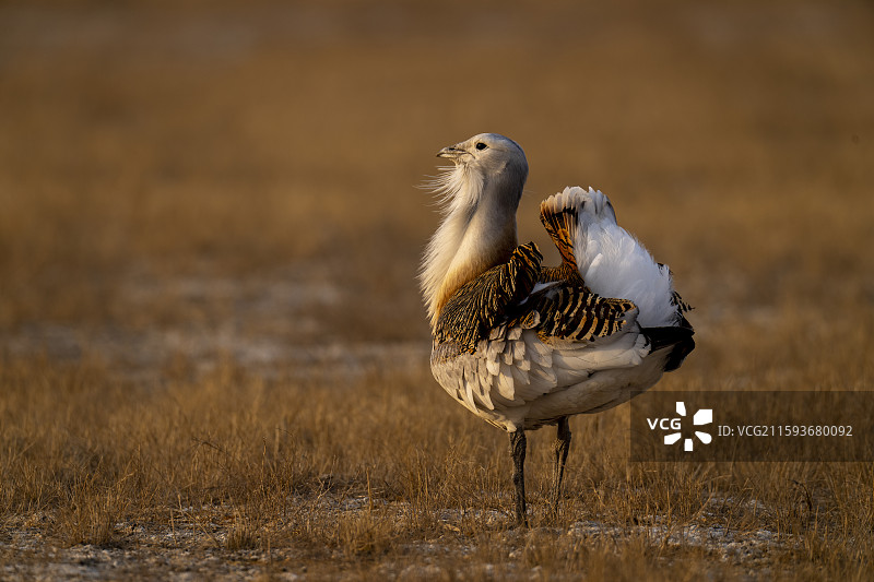 晨光中的大鸨图片素材