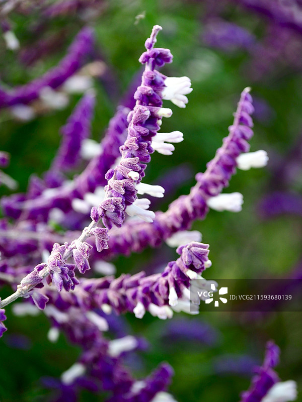 墨西哥鼠尾草的特写图片素材