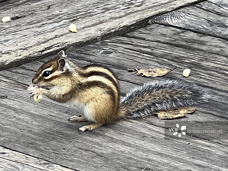 长白山花栗鼠图片素材