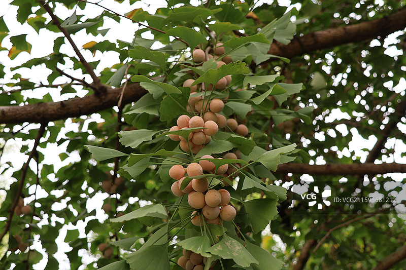 银杏果图片素材