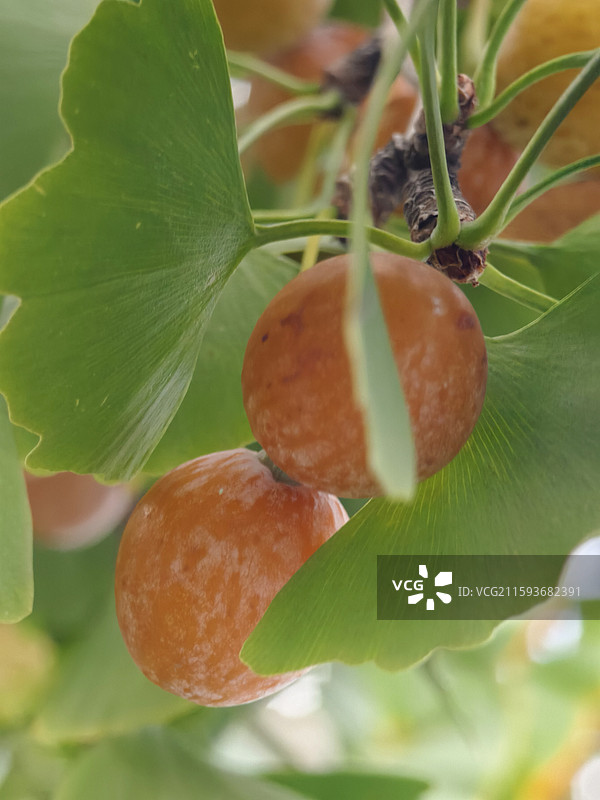 银杏果图片素材