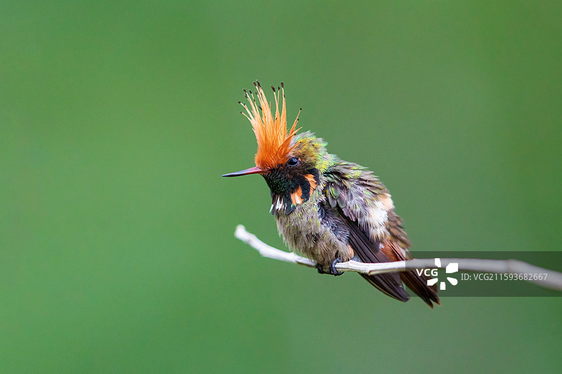 棕冠蜂鸟图片素材