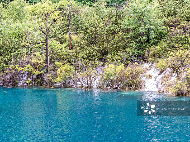 中国九寨沟风景区卧龙海景色图片素材