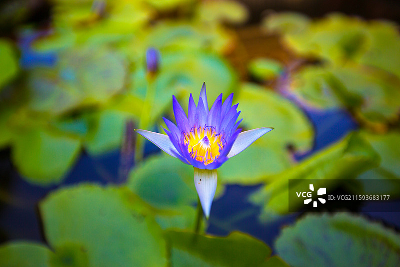 盛开的蓝莲花图片素材