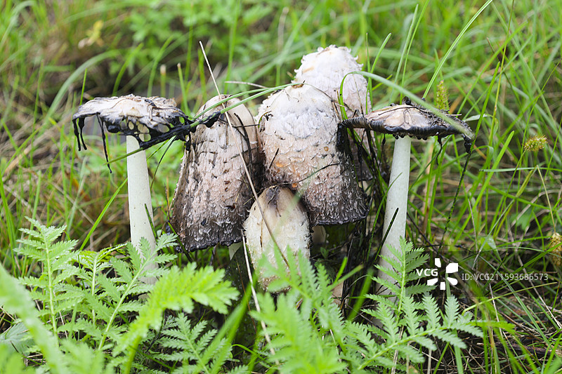 大兴安岭地区秋天雨后草地里的蘑菇图片素材