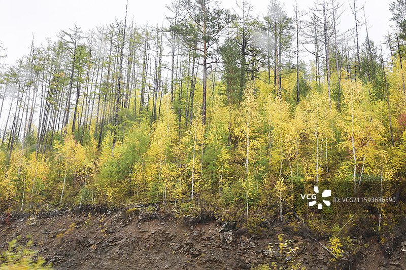 黑龙江漠河洛古河附近G331公路秋天自然风光图片素材