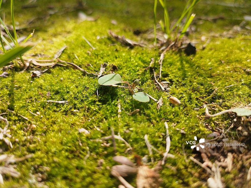 阳光下的绿色苔藓植物图片素材