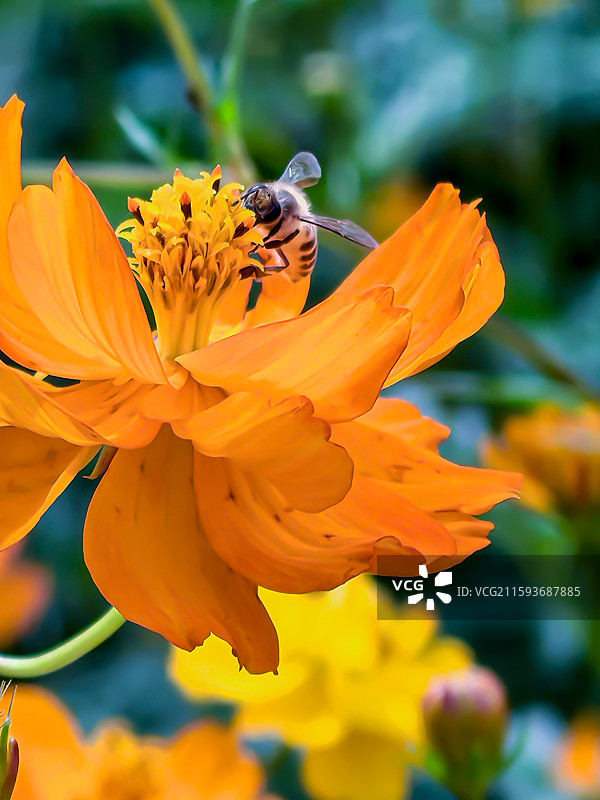 秋天的黄秋英与采蜜的蜂图片素材