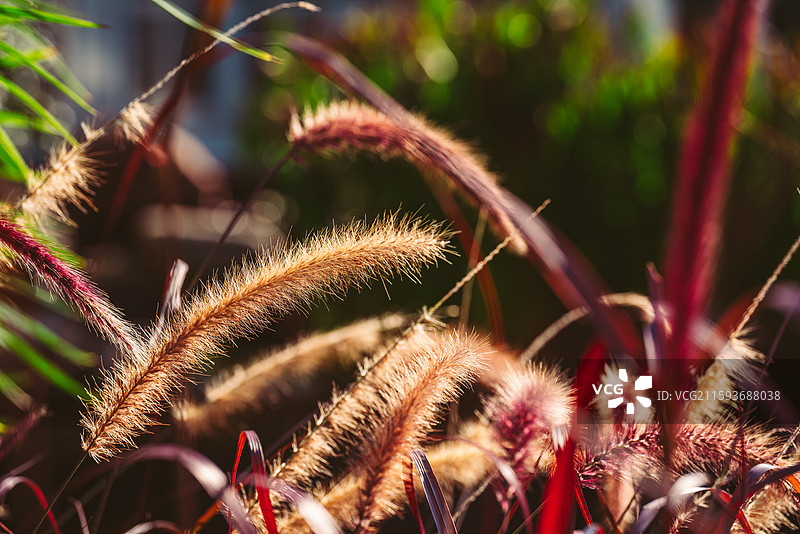 昆明植物园秋天的大狗尾草图片素材