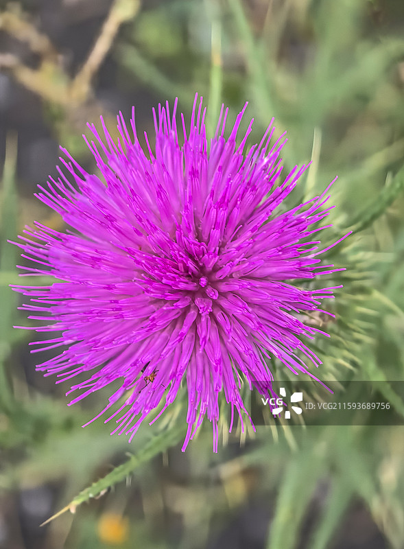 生长在云贵高原上贵州六盘水的飞廉花，丝毛飞廉花图片素材