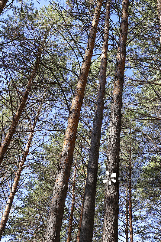 大兴安岭地区塔河县栖霞山植物园秋天自然风光图片素材