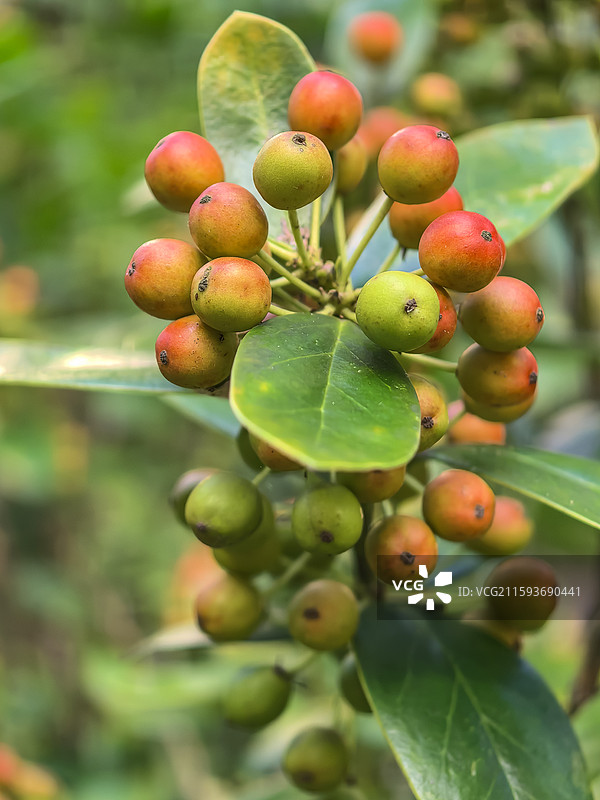 生长在云贵高原上贵州六盘水的枸骨，枸骨的果实图片素材