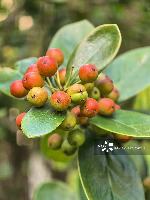 生长在云贵高原上贵州六盘水的枸骨，枸骨的果实图片素材