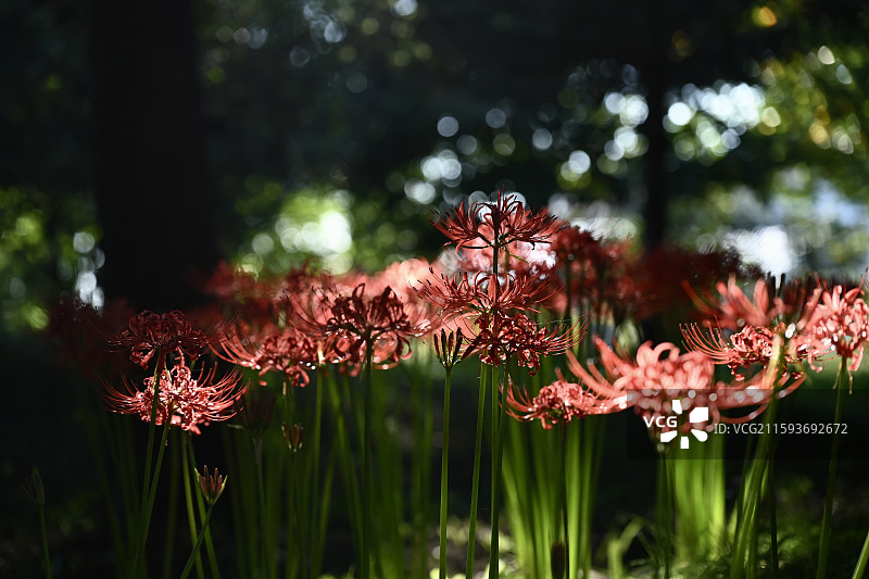烟台莱阳市森北营地盛开的彼岸花图片素材