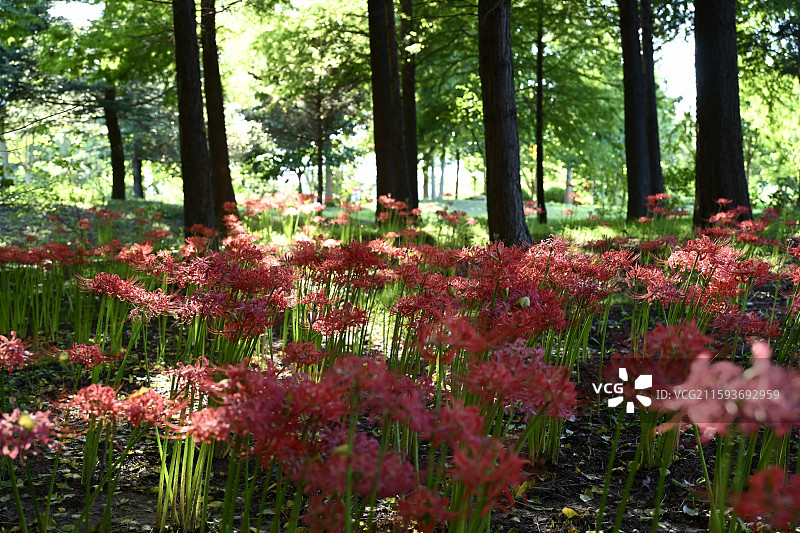 烟台莱阳市森北营地盛开的彼岸花图片素材