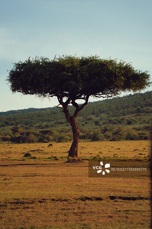肯尼亚马赛马拉草原金合欢树下的角马图片素材
