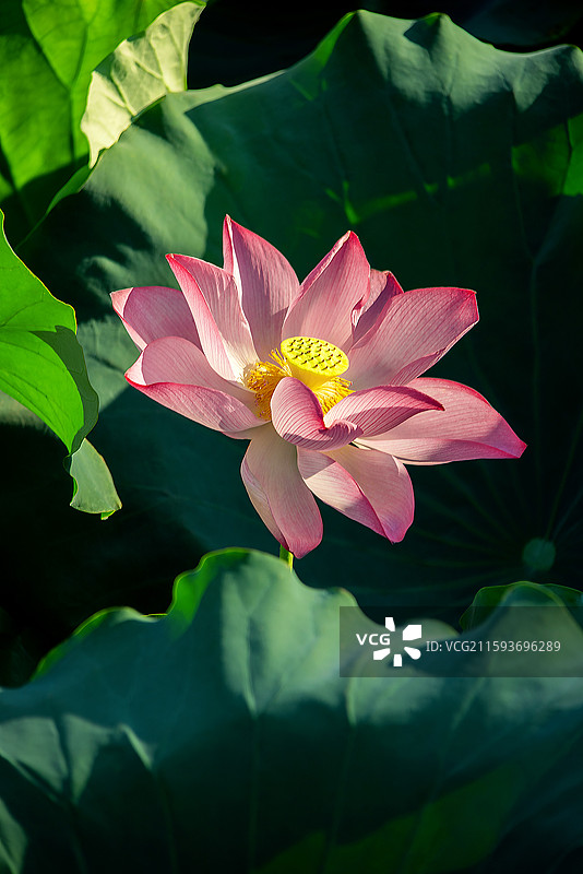 不染 质本洁来还洁去，强于污淖陷渠沟。同样一首歌曲不同心境，听出来的感觉却有天壤之别，世间安得双全法图片素材