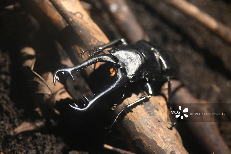 犀金龟科图片素材