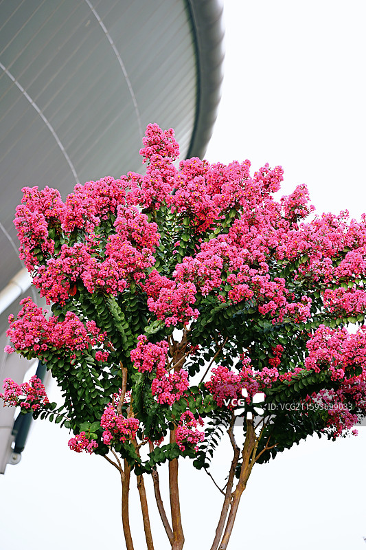 杭州城北体育公园紫薇花盛开图片素材