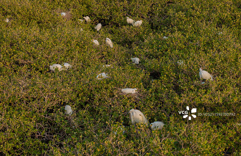 广西北海金海湾红树林的白鹭栖息地图片素材