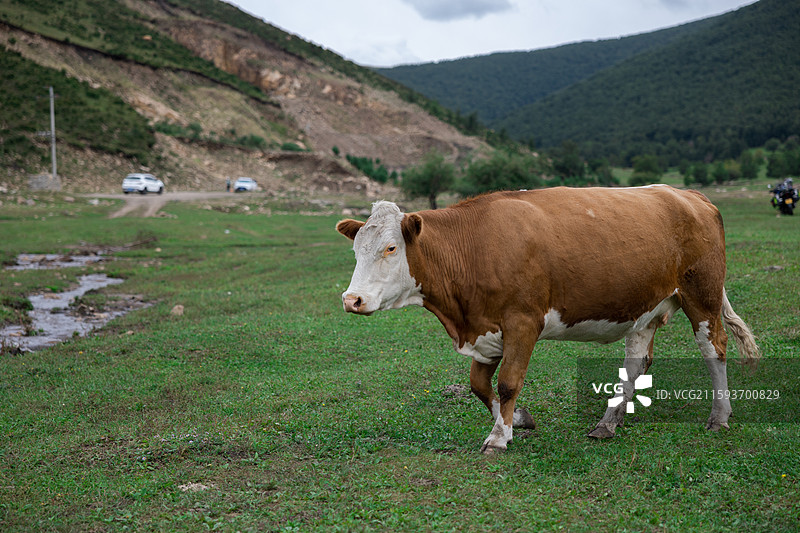 坝上草原图片素材