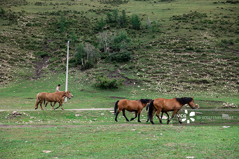 坝上草原图片素材