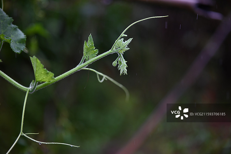 雨季湿南瓜植物叶片特写图片素材
