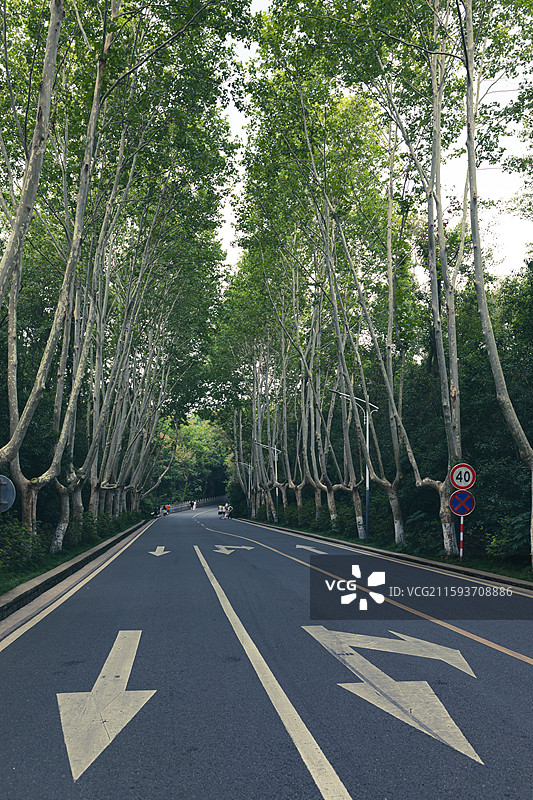 南京梧桐大道图片素材