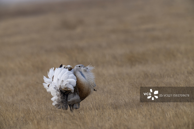 翻花的大鸨图片素材
