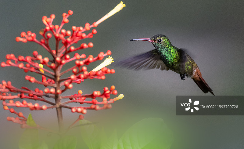 世界上最小的鸟图片素材