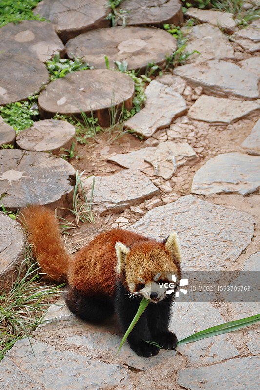 普洱太阳河森林公园图片素材