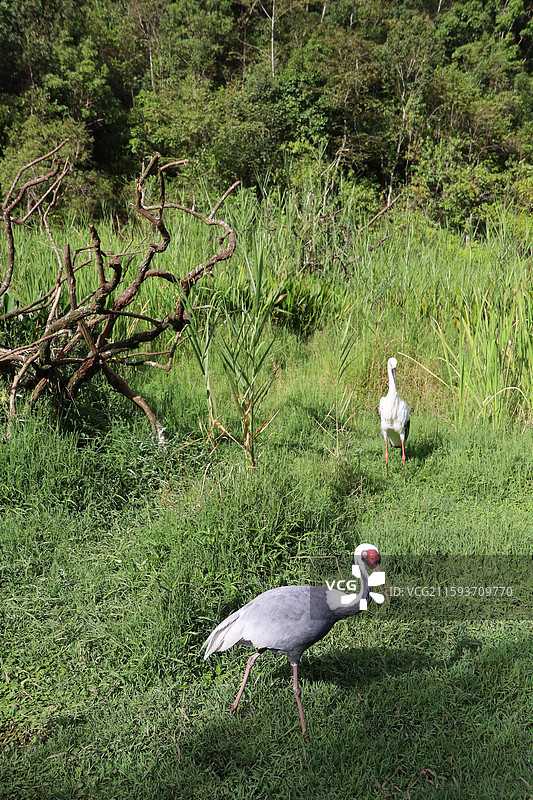 普洱太阳河森林公园图片素材