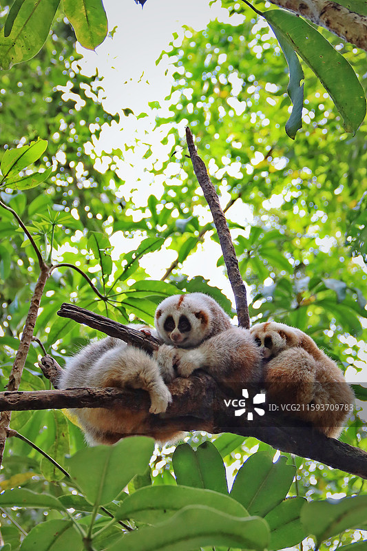 普洱太阳河森林公园图片素材