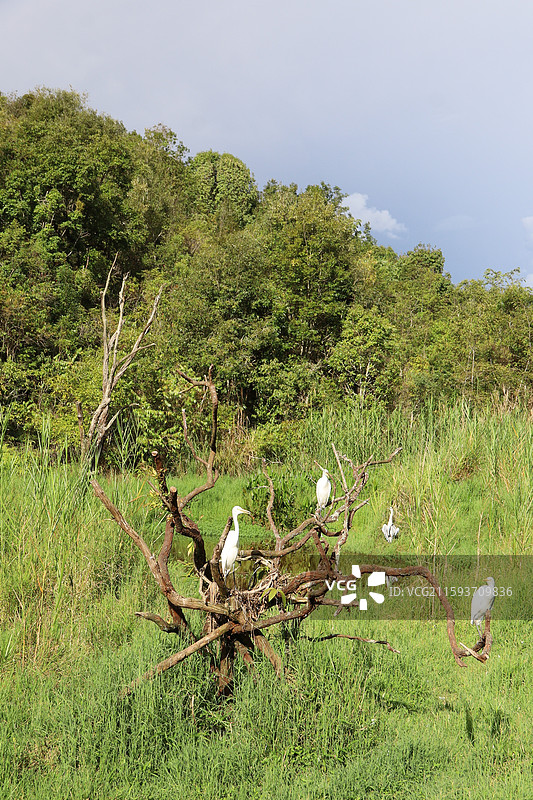 普洱太阳河森林公园图片素材