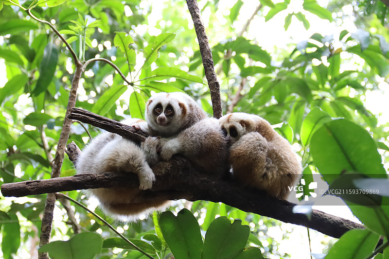 普洱太阳河森林公园图片素材