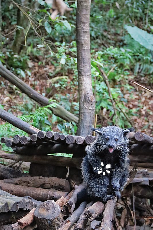 普洱太阳河森林公园图片素材