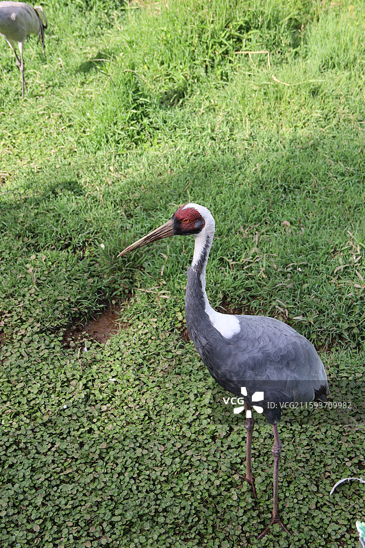普洱太阳河森林公园图片素材