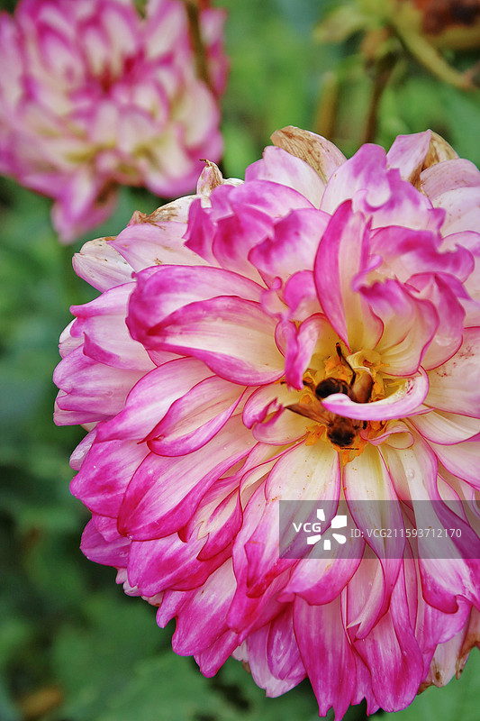 腾冲和顺古镇图片素材