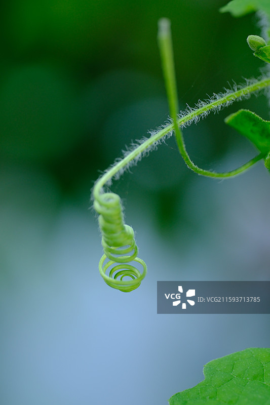 苦瓜架上的苦瓜。苦瓜藤。植物图片素材
