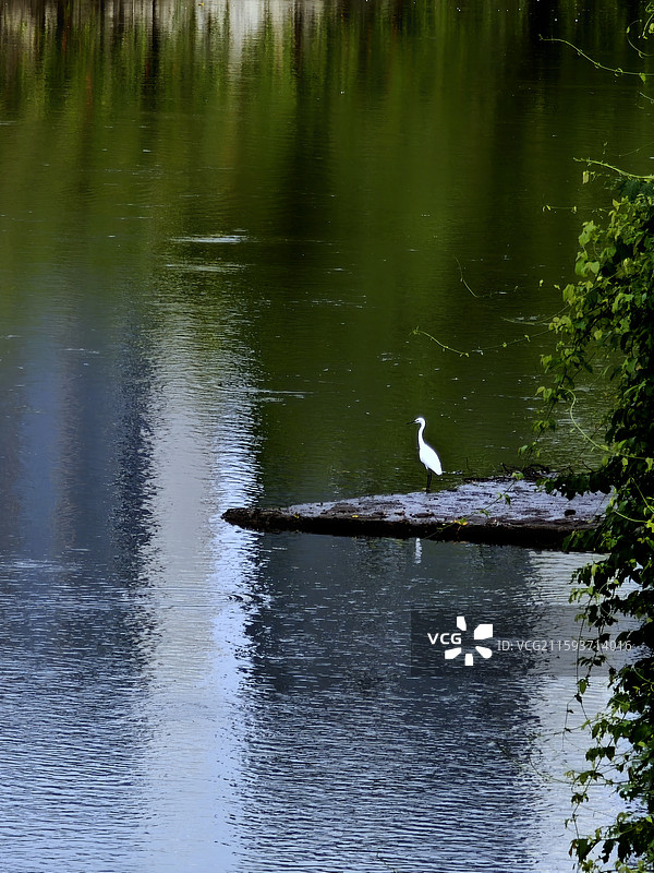 《水畔鹭影》在城市的水畔，白鹭静立如诗，这抹洁白，是自然写给城市的温柔，让匆匆的时光慢了下来。图片素材