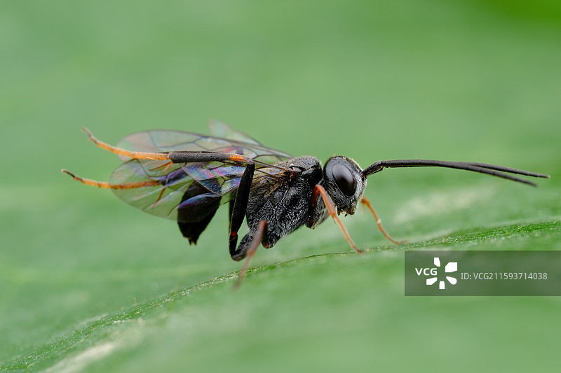 虫虫瑜伽图片素材
