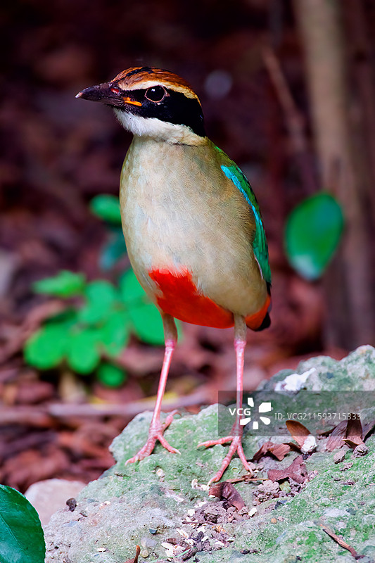 八色鸫图片素材