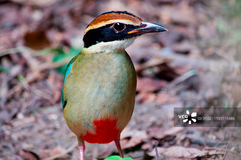 八色鸫图片素材