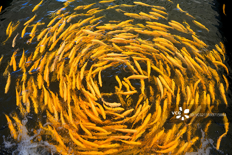 新疆博尔塔拉蒙古自治州温泉县冷水鱼图片素材