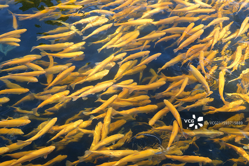 新疆博尔塔拉蒙古自治州温泉县冷水鱼图片素材