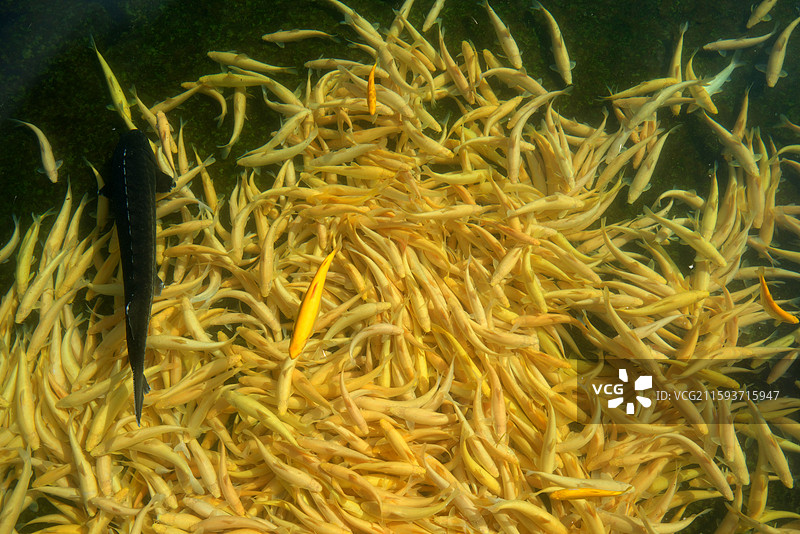 新疆博尔塔拉蒙古自治州温泉县冷水鱼图片素材